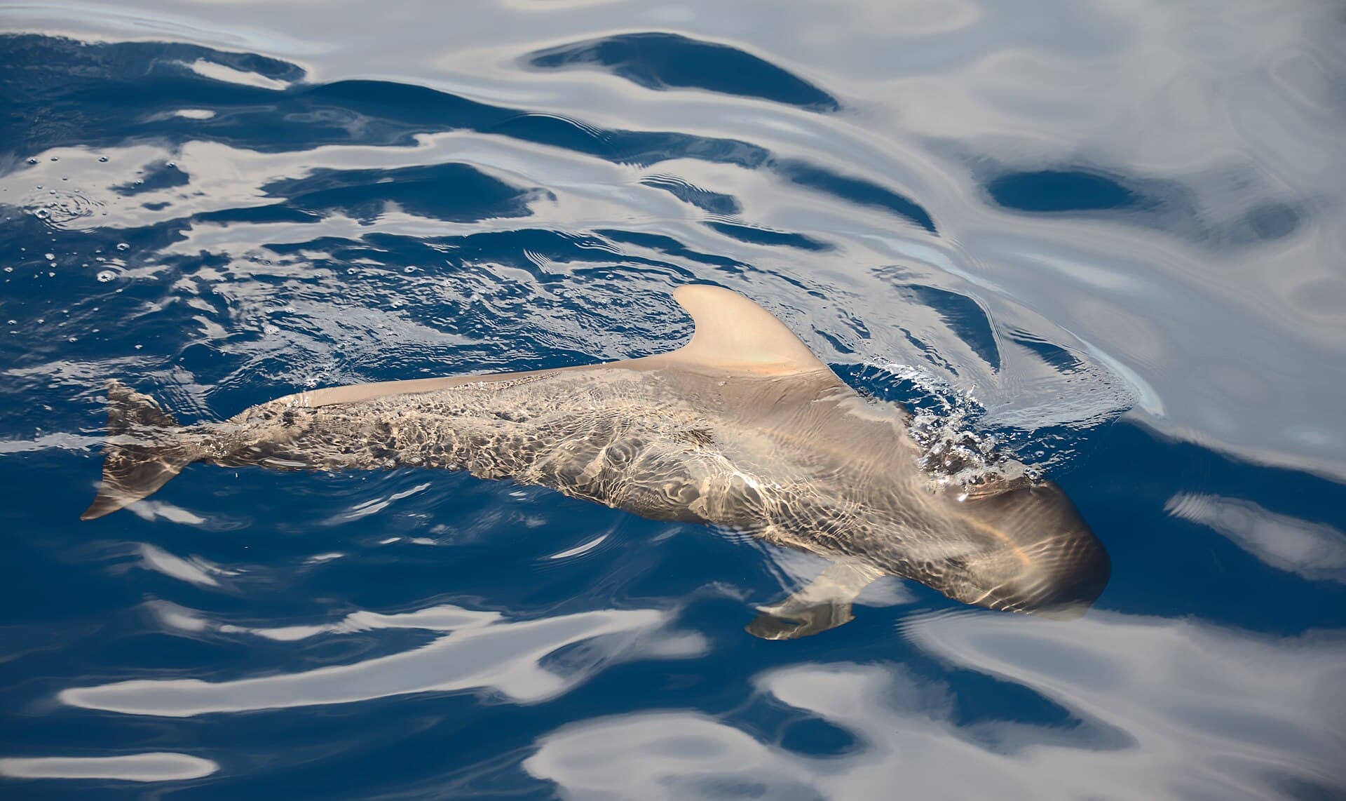 A short-finned pilot whale surfacing off the Tenerife coast — resident year-round in the waters off Los Cristianos